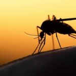 Le paludisme : cette maladie qui touche encore des millions de personnes à travers le monde.