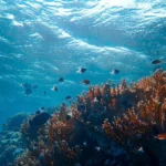 Le Projet Blue Bonds pour la préservation des écosystèmes marins