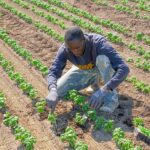 Premier employeur en Afrique, l’agriculture reste une filière délaissée