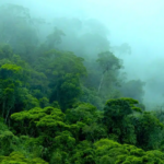 La reforestation au cœur de la résilience climatique mondiale