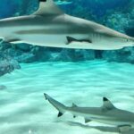 Mayumba : Un sanctuaire pour les requins