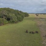 Bezos Earth Fund : 120 milliards FCFA au service de l’ambition ‘‘GabonInfini’’