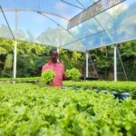L’hydroponie, une des réponses climatiques