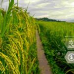 Comment l’IA peut-elle accélérer l’adaptation au changement climatique dans l’espace francophone ?