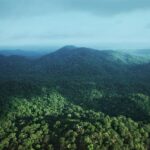 Gabon Infini : coalition et financement pour transformer la forêt en moteur durable