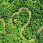 PAFC Gabon, une certification forestière intégrée au cadre régional du Bassin du Congo